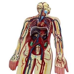 High Quality <strong>Human</strong> Organ Models for Medical Teaching Biology Teaching <strong>Human</strong> Blood Circulation System Model - Product Image 6