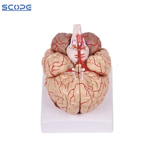 SC-A1049 Human Brain Cerebrovascular Cerebroarterial <strong>Nerve</strong> Artery Anatomical Model Brain Model with Artery and <strong>Nerve</strong> - Product Image 5