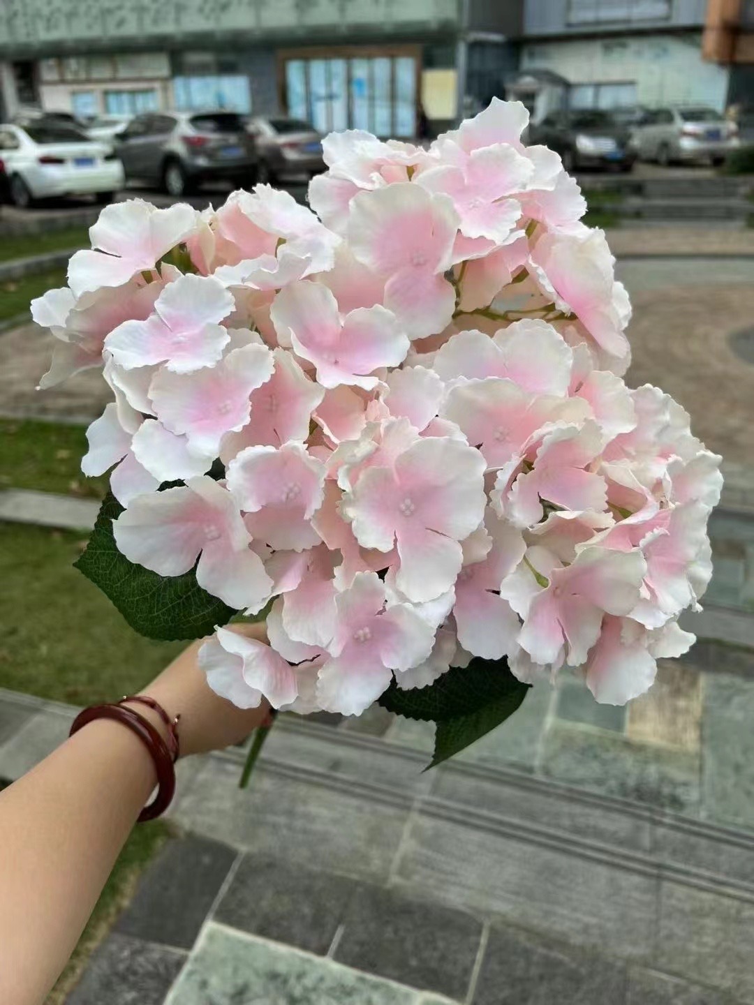 5 têtes d'hortensia Majorque, couleur champagne poudré.