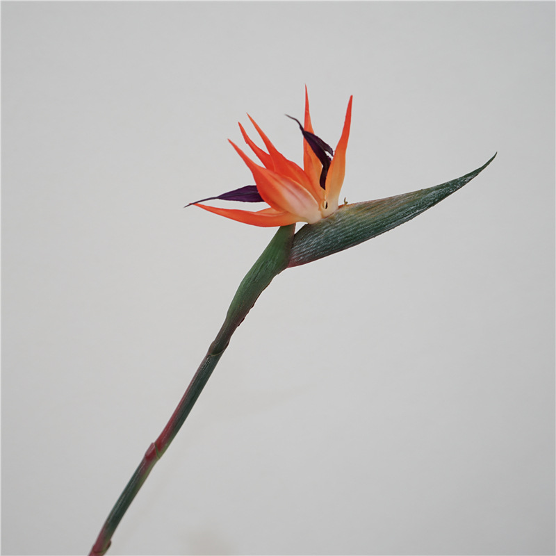 Petit oiseau de paradis-orange