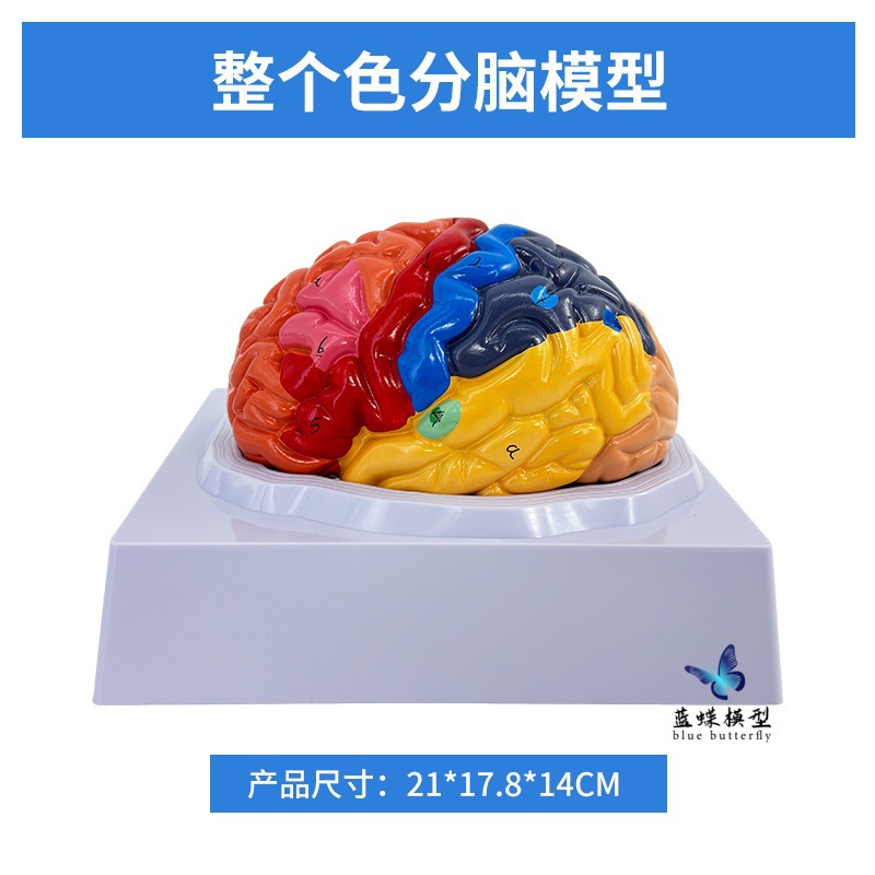 Composants Color-Brain-2