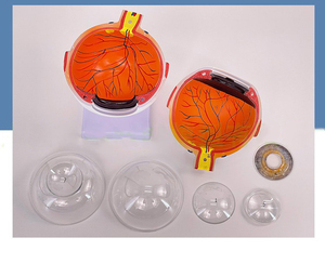 SCIEDU İnsan göz küresi modeli 6 kez büyütülmüş göz küresi modeli Otorhinolaryngology göz yapısı İnsan anatomisi Model beyin - Product Image 2
