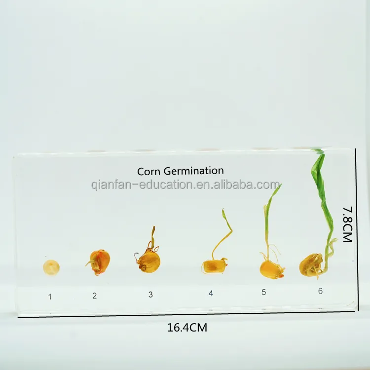 Education Supplies Corn Germination Plant Plastomount