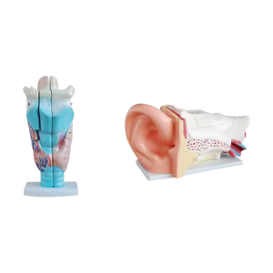 ADA tıp bilimleri PVC modeli yeni stil dev kulak modeli büyütülmüş insan Larynx hastalık gösteri tıbbi öğretim aracı - Product Image 1
