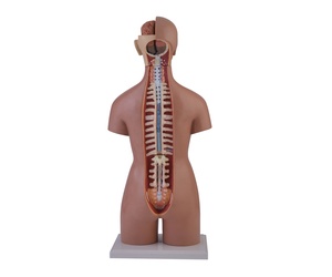 İnsan anatomik Unix Torso modeli 55cm 20 parça, çift seks anatomik İnsan Torso modeli organları ile - Product Image 2