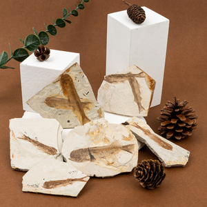 Exhibición de piedra preciosa al por mayor piedra popular de ciencia fósil de pez Lycoptera para Decoración - Product Image 1