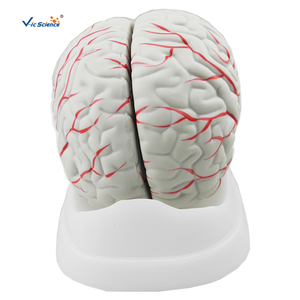 Neues Stil Gehirn modell anatomisches Gehirn Plastik modell menschliche Anatomie des Gehirns imulation Lehr modell - Product Image 1