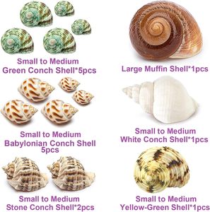 AMZ Choice 15PCS (6 Types) Natural Hermit Crab <strong>Shells</strong> for Medium and Large Hermit Crab Turbo Conch <strong>Shells</strong> - Product Image 2