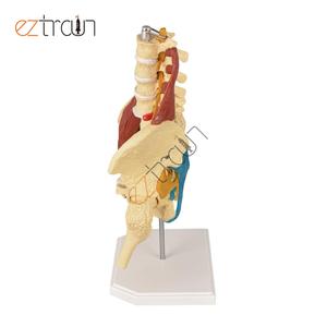 女性の骨盤腰椎骨モデル,医学,筋肉の人間の臓器モデルを持つ骨盤脊椎モデル - Product Image 3