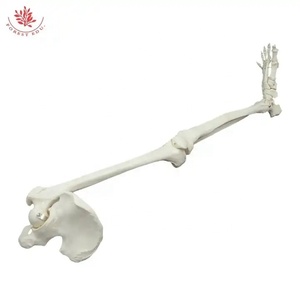 解剖学的に詳細な人間の脚の骨格股関節骨モデルピュアホワイトボーン解剖学モデル - Product Image 3