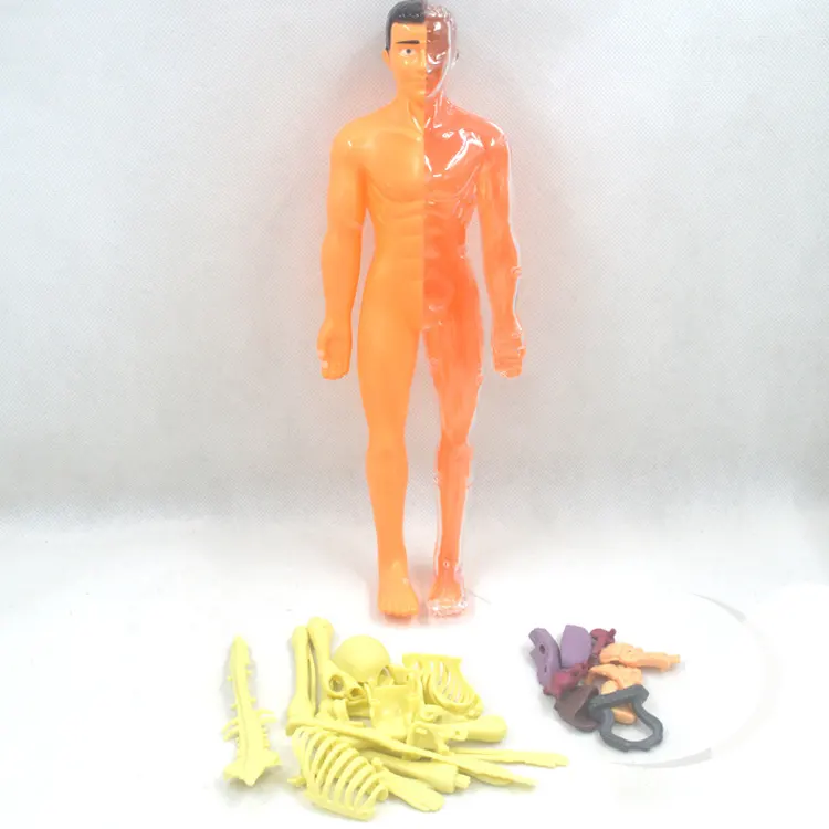 Brinquedo de haste, diy, transparente, modelo de corpo humano para crianças, anatomia humana