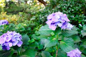 植物病害抵抗性を高める液体肥料栄養素は葉の成長を促進します