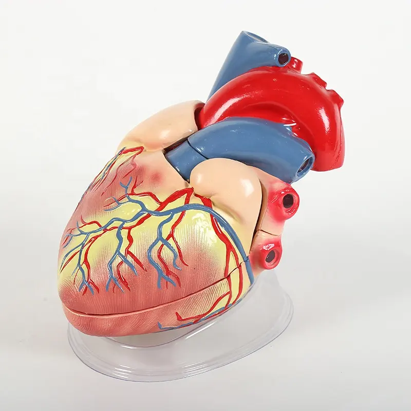 Modello di cuore ingrandito umano di nuovo stile, modello anatomico di cuore jumbo