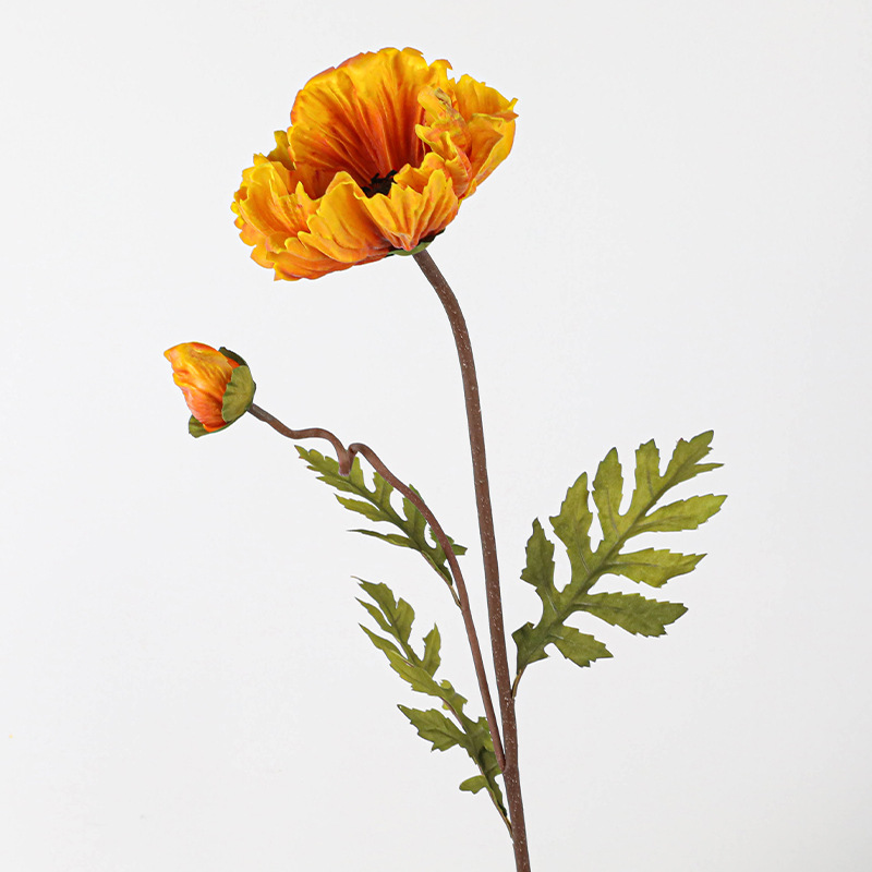 Pu une fleur un bourgeon gros coquelicot-automne orange