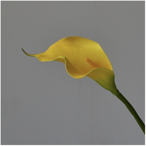 Amarillo