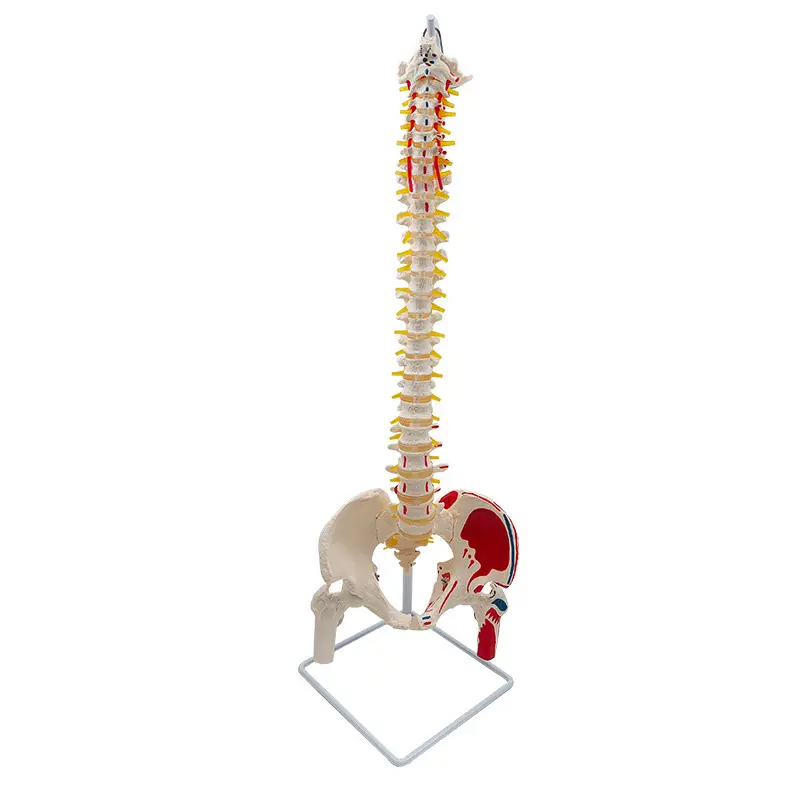 Modello a grandezza naturale della colonna vertebrale con bacino e muscoli dipinti modello di anatomia della colonna vertebrale colorata