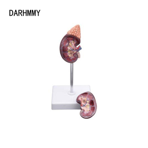 DARHMMY2パート解剖学的腎臓モデルと医療科学教育のための副緑