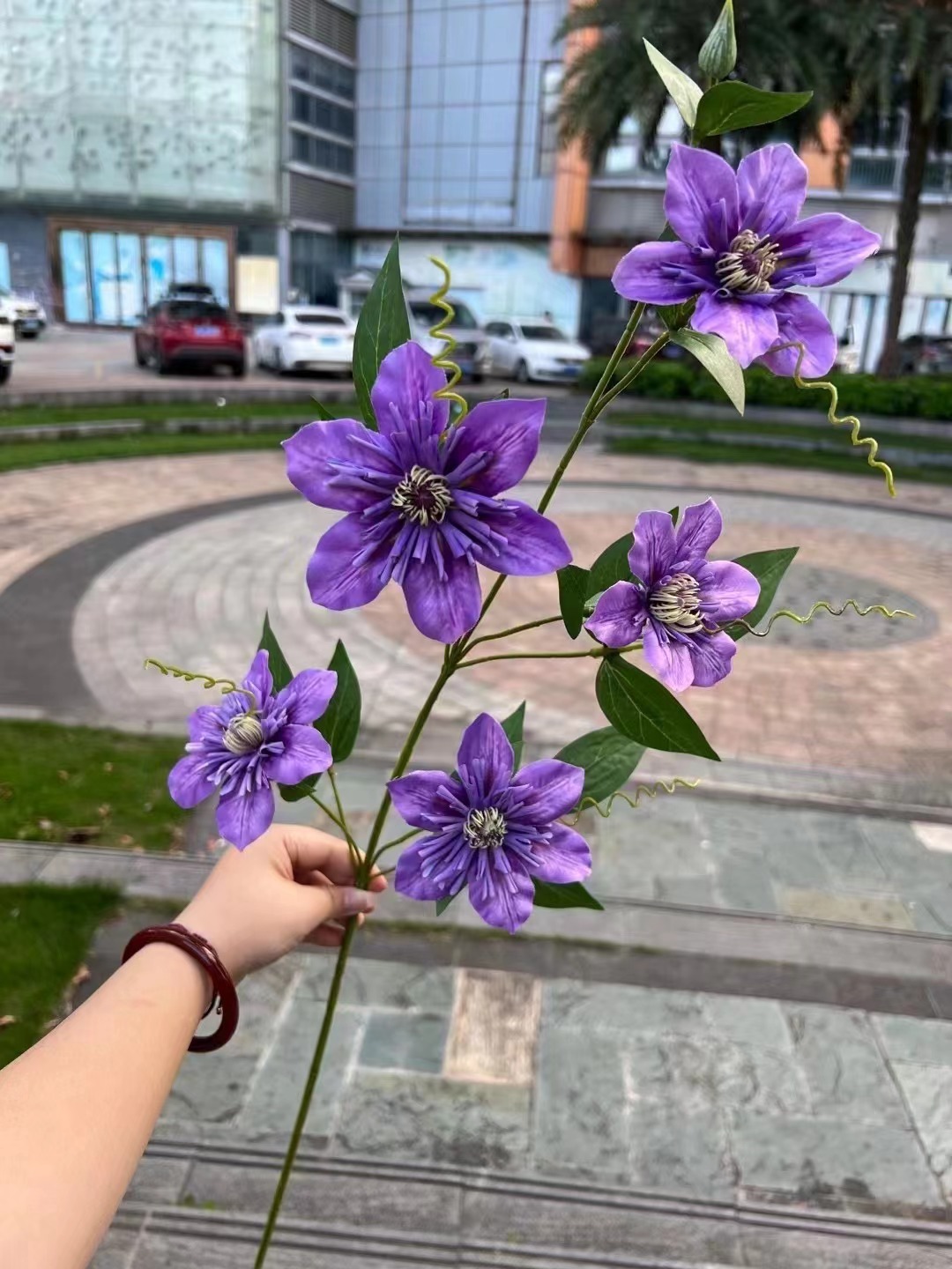 5 cabeza doble clematis púrpura