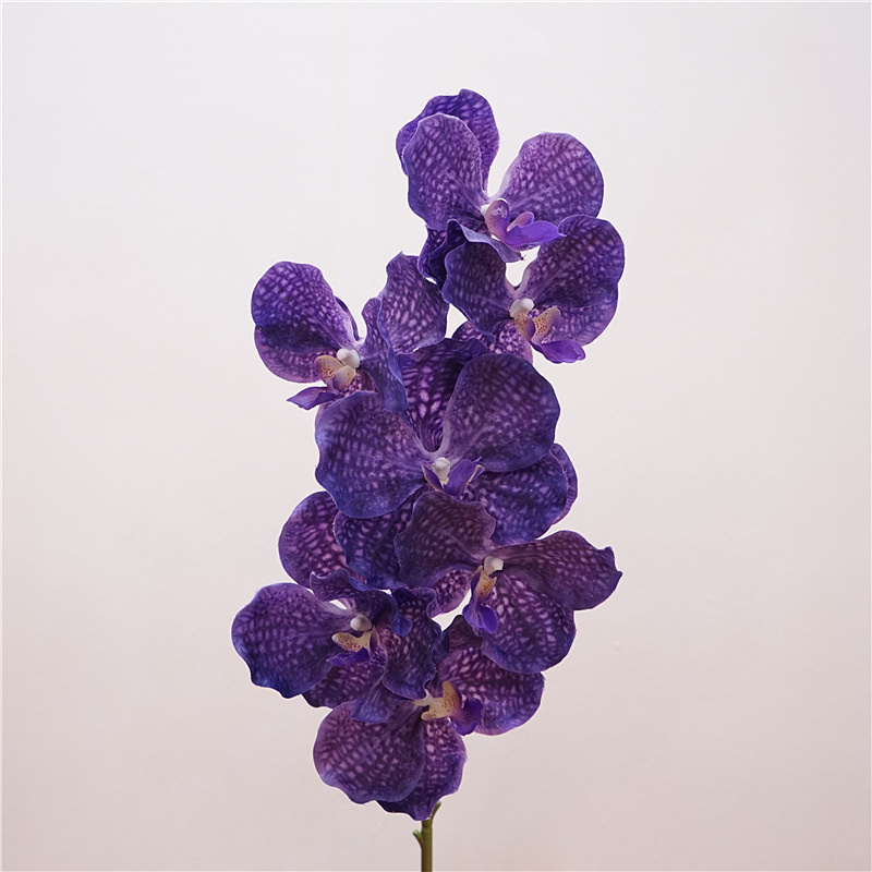 violet blue