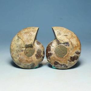 HZ Fósiles de amonita natural manteles individuales redondos rebanada de concha pulida Fósiles Conch - Product Image 2