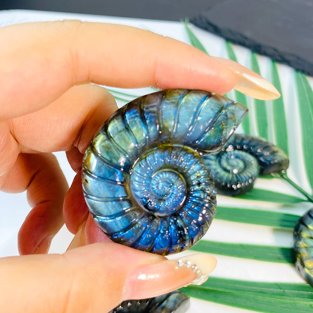 Conch