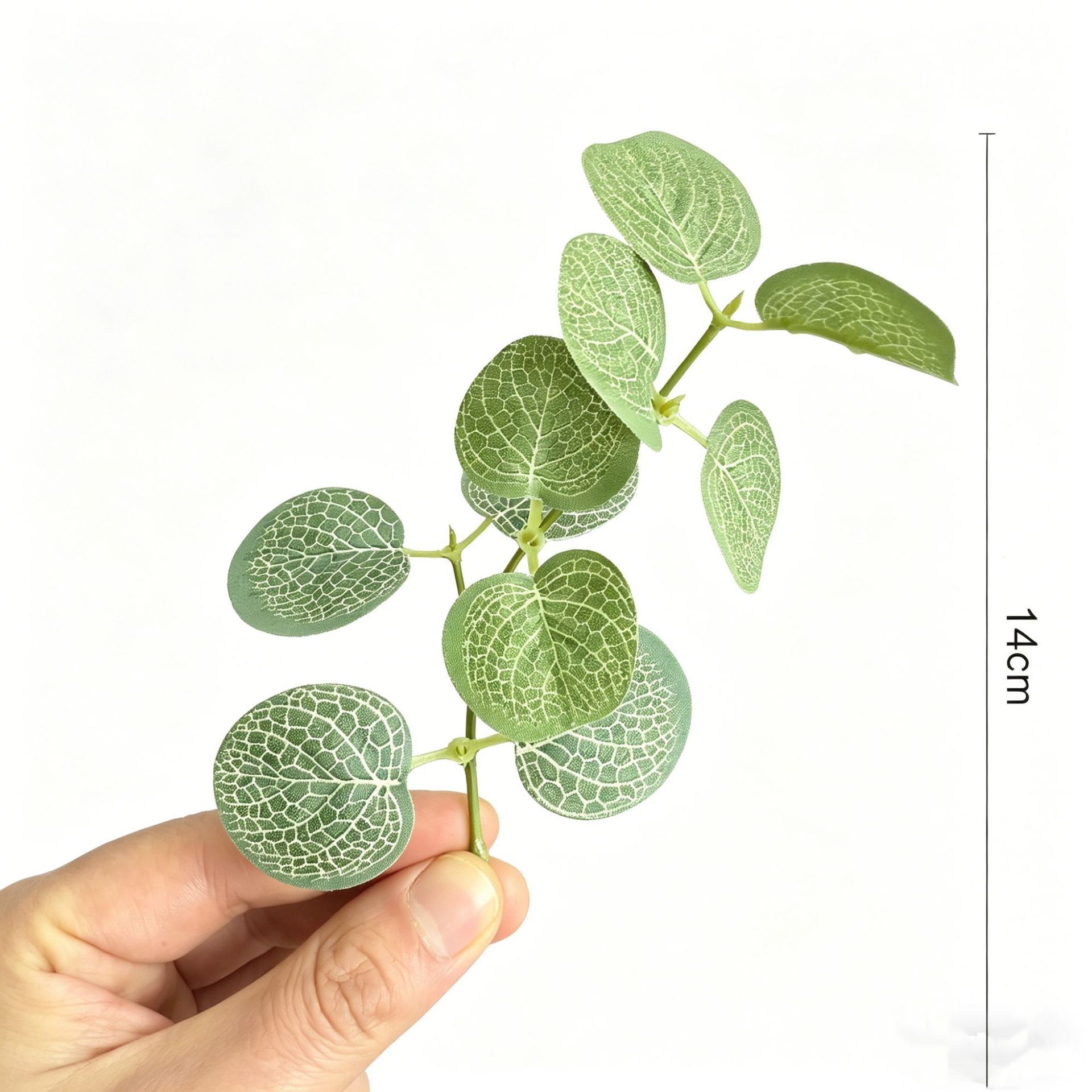 Feuille d'eucalyptus verte de 14 cm, sans tête