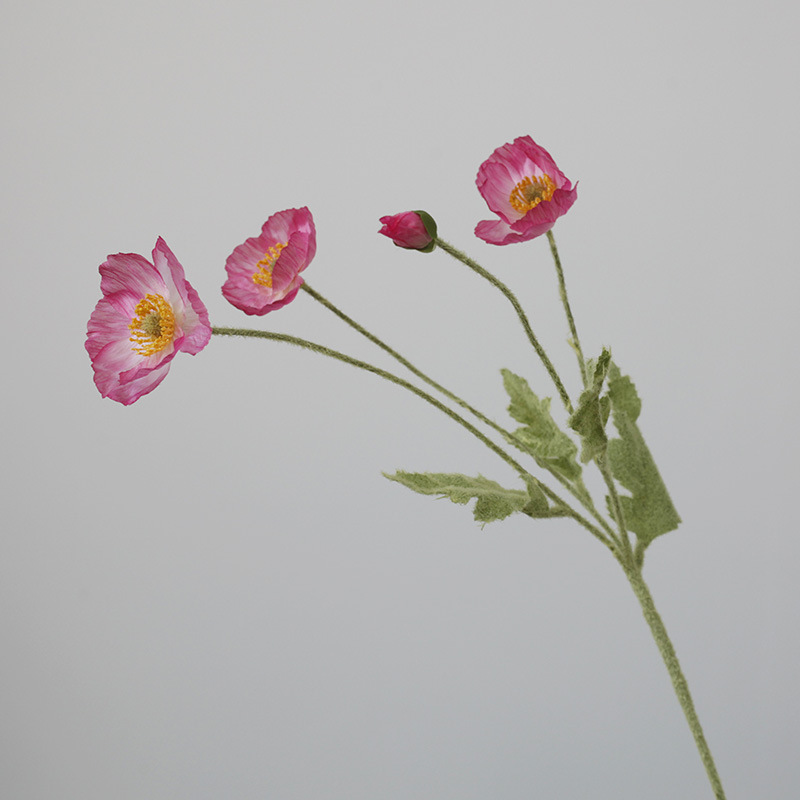 Rosa violeta
