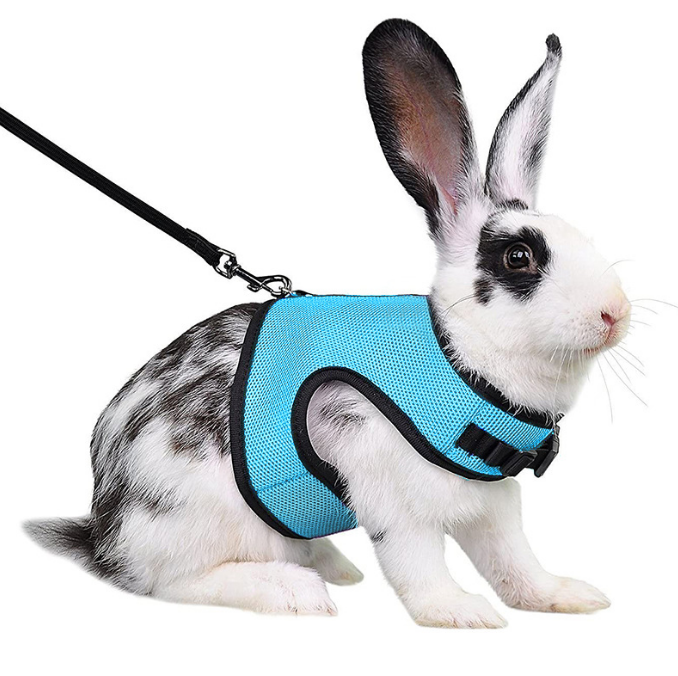 Bleu