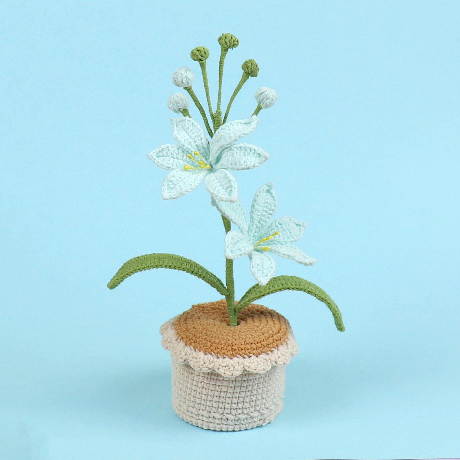 Planta en maceta de lana azul Blue Mars.
