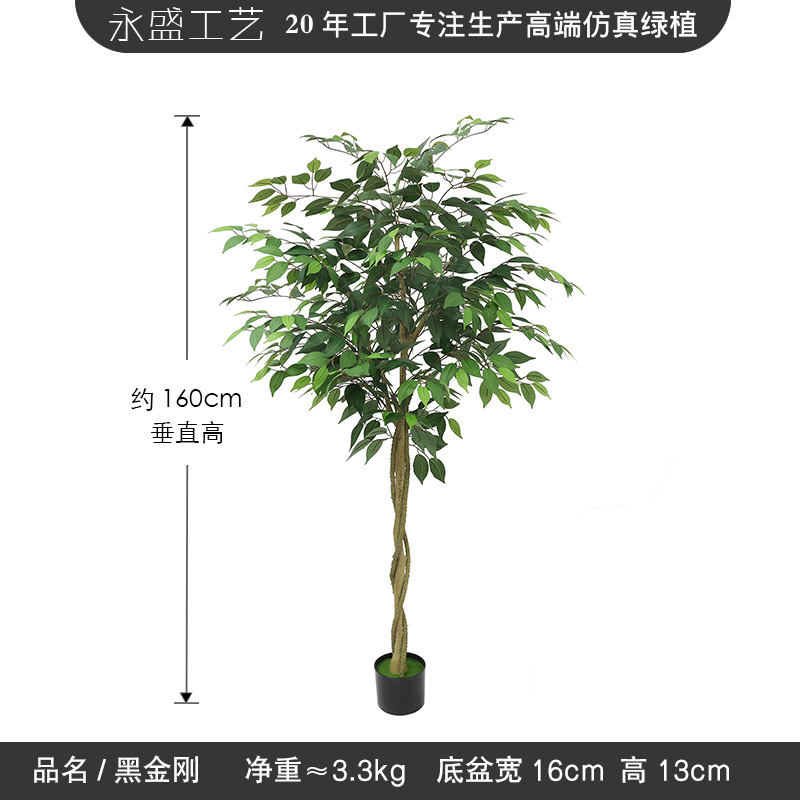 160cm banyan tree