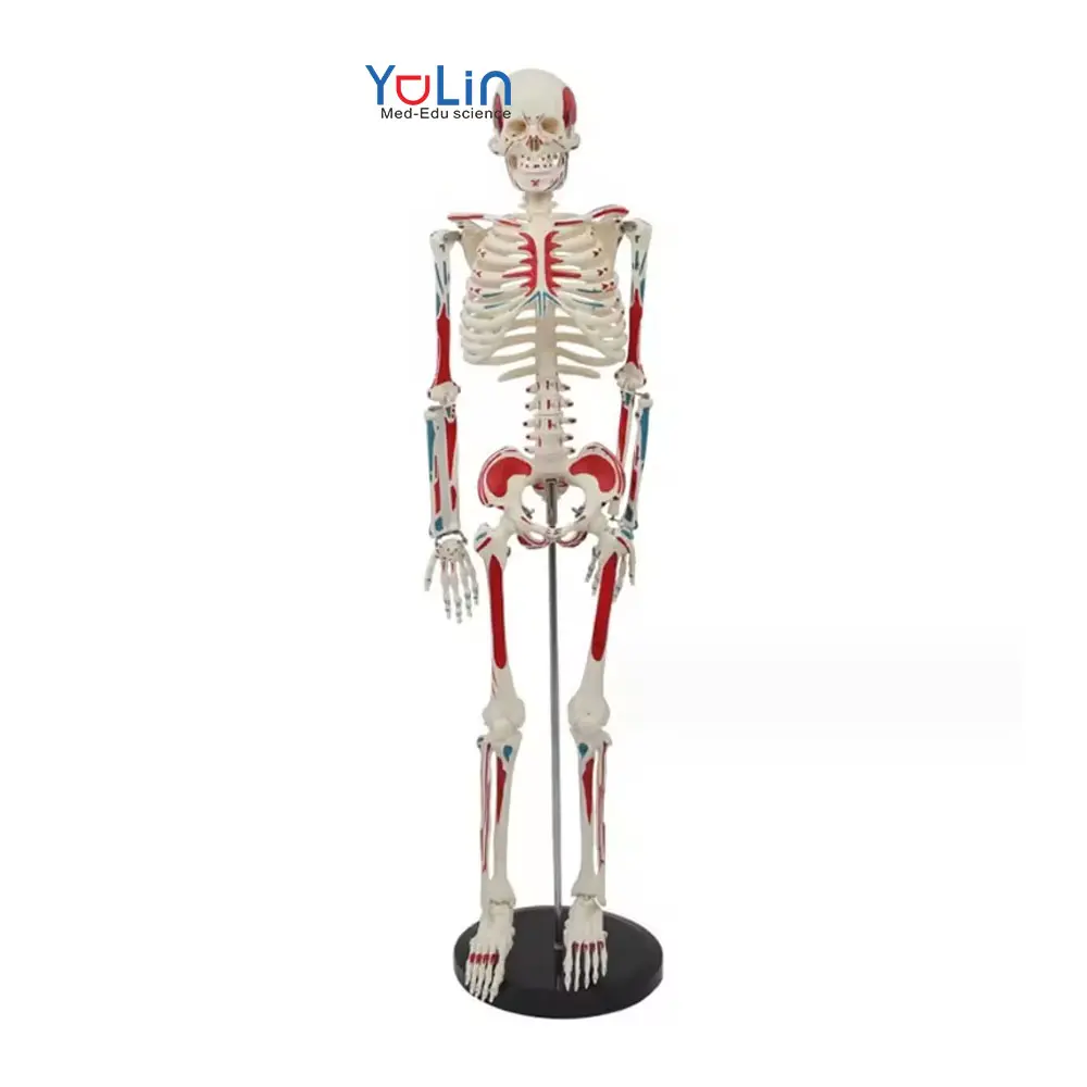 Investigación médica enseñanza PVC hueso humano se puede montar 85cm medio lado con número de marca musculoesquelética