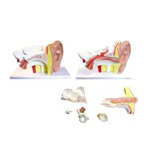 Öğretim kaynakları kulak genişlemiş anatomi tıbbi model İnsan anatomik gösteri modeli - Product Image 1