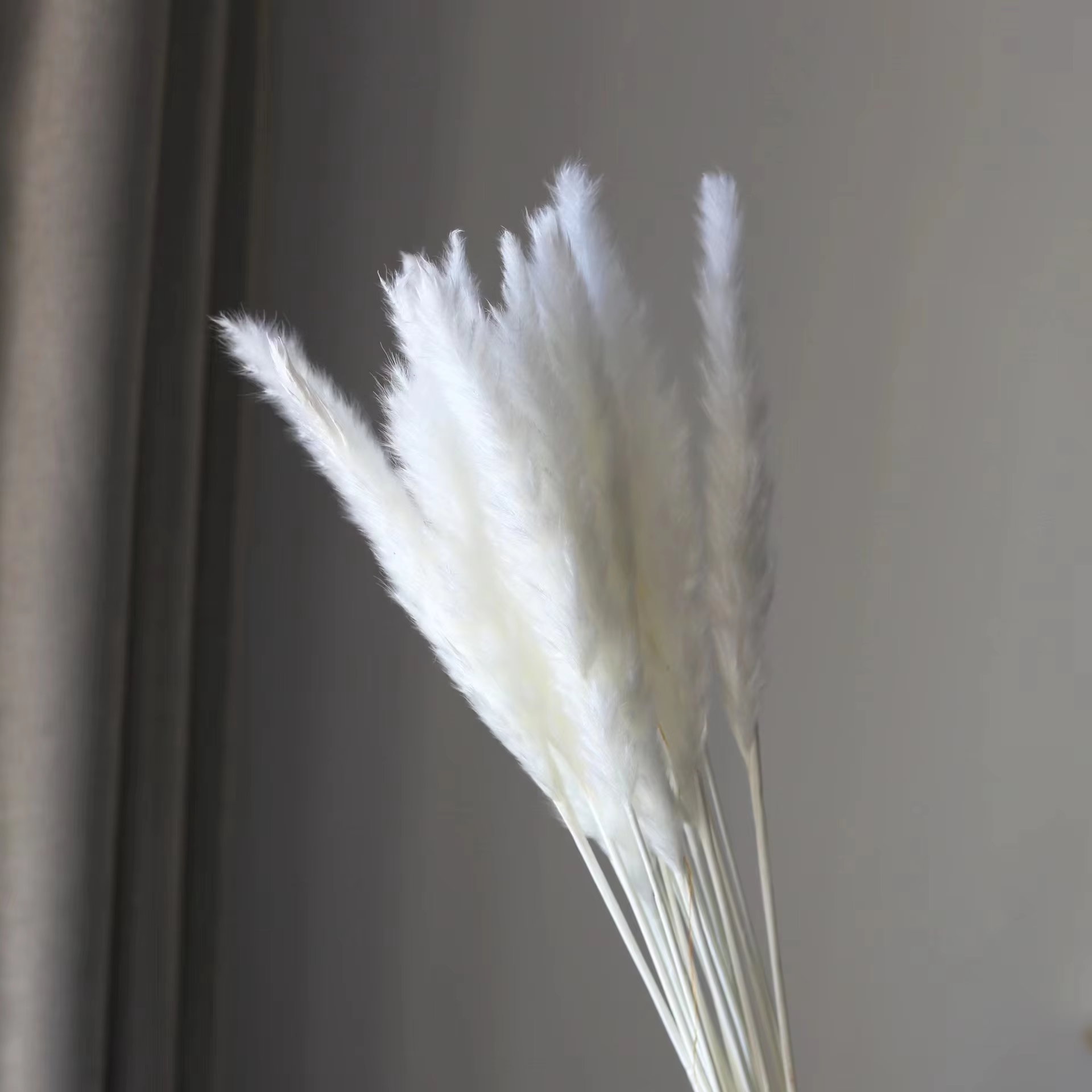 Avorio