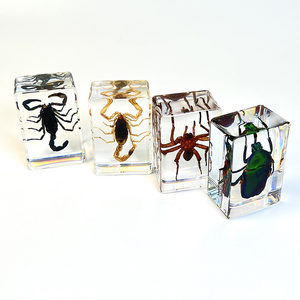 Оптовая продажа, настоящее насекомое из смолы, пресс-папье из смолы, поделки, образец насекомого, акриловое пресс-папье для детей, Обучающие ресурсы - Product Image 3