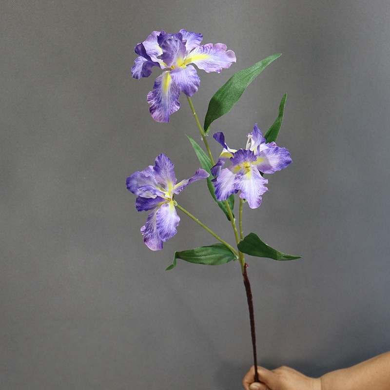 Viola intenso 2