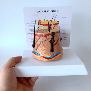 En çok satan anatomik PVC cilt modeli insan yapısı tıbbi bilim eğitim ve öğretim aracı - Product Image 5