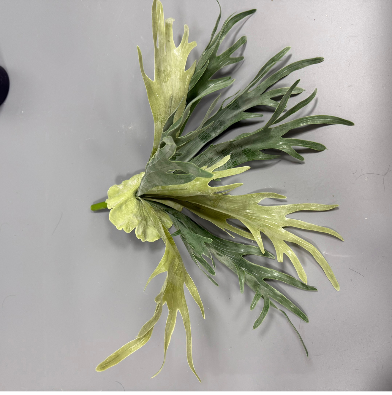 Medium 55cm