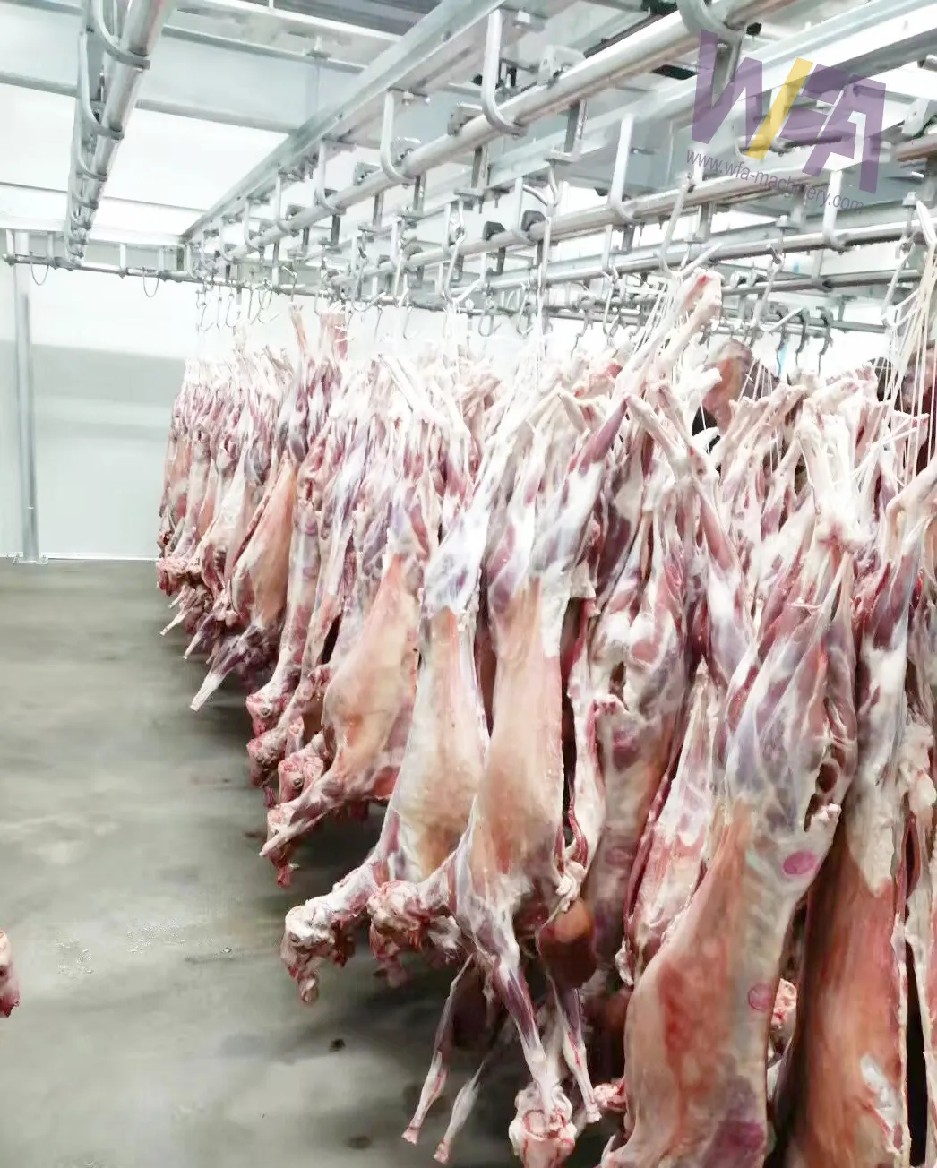 خط معالجة كامل للذؤوب من WFA ماكينات حلال للمسالك لذبح الغنم لمصانع معالجة ذبح الماعز