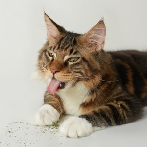 UFBemo-hierba gatera orgánica fresca para gatos, juguetes a granel - Product Image 6