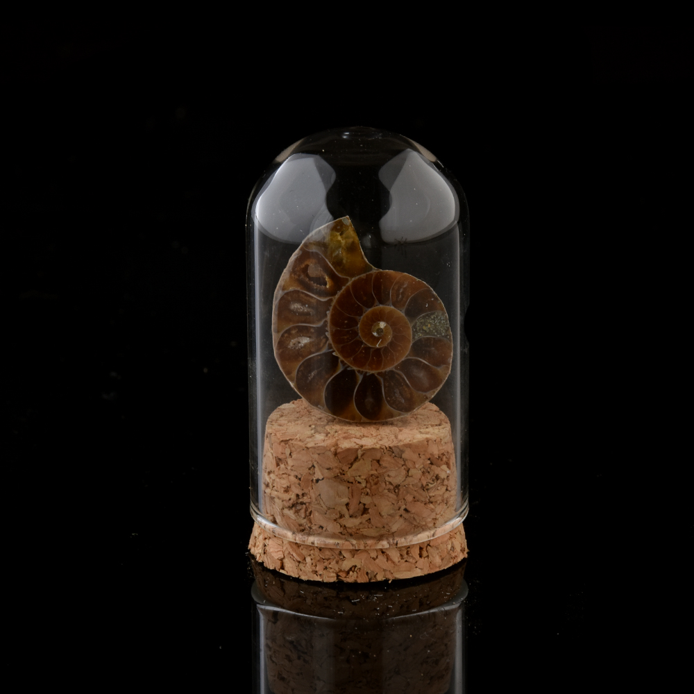 Fossiles d'escargot de jade