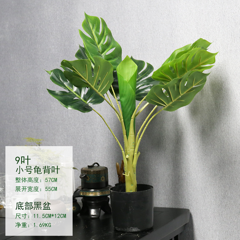 Petite plante en pot, feuille de tortue.