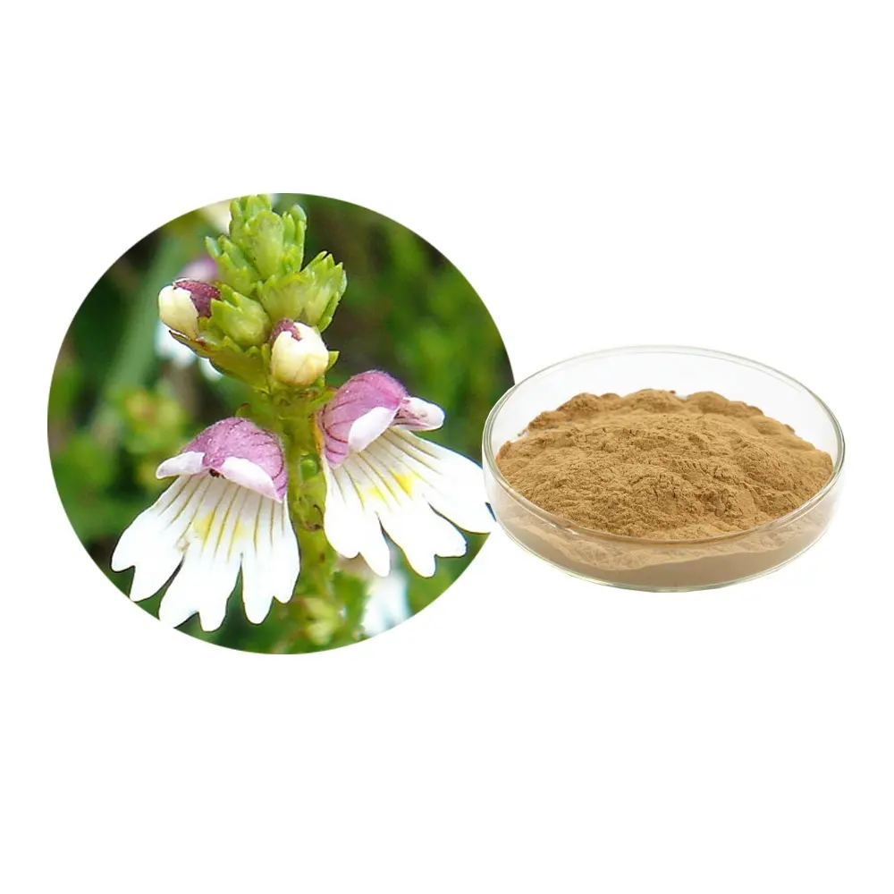 herbal Eyebright Extract Powder 20:1 Euphrasia regelii Wettst Extract