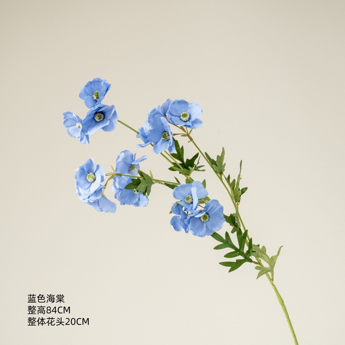 Bégonia bleu