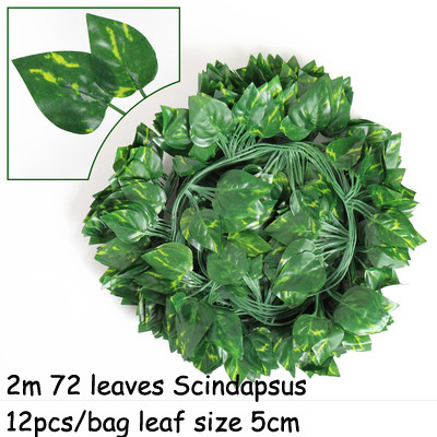 72 foglie Scindapsus