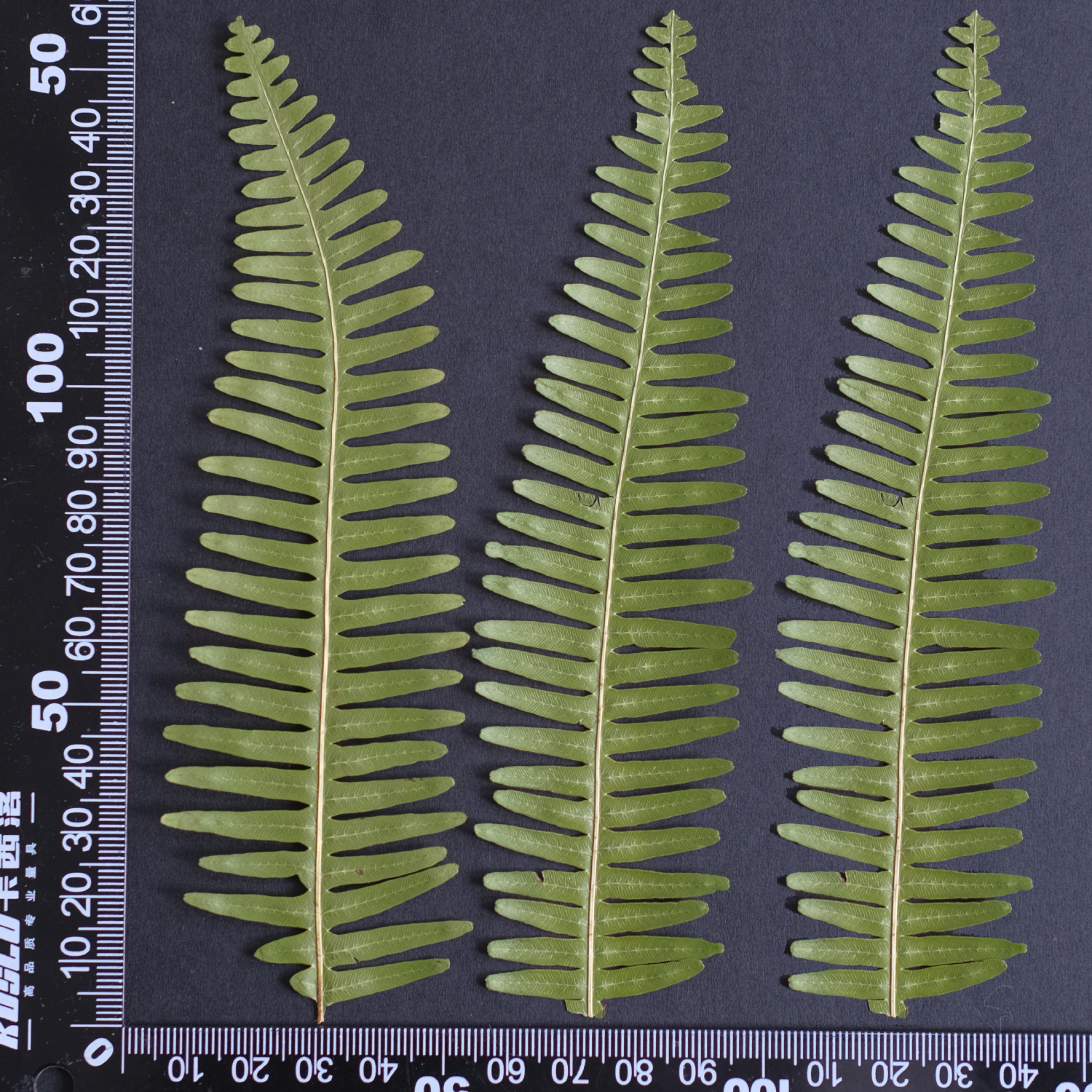 MH688 Fougère à fourche 10-15cm vert 10pcs