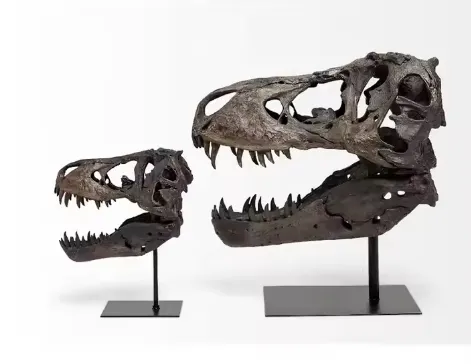 Cabeça de animal de resina esculpida em 3D Tiranossauro T Rex Cabeça caveira de dinossauro para decoração de casa