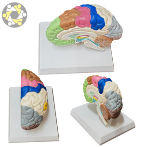 Scienza medica mezzo cervello umano area funzionale modello anatomico per l'insegnamento - Product Image 2