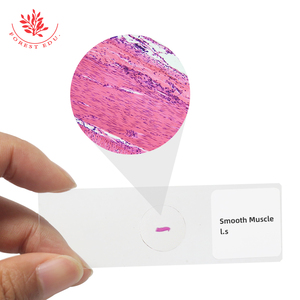 Biologischer Abschnitt Mikroskop Probe Muskelgewebe Abschnitt Glatte Muskeln Vertikale und horizontale Objektträger - Product Image 2