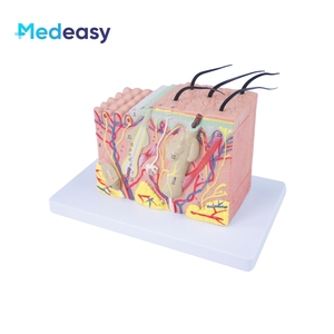 <strong>Human</strong> Skin Anatomy Model, <strong>Human</strong> Structure 3D Skin Model