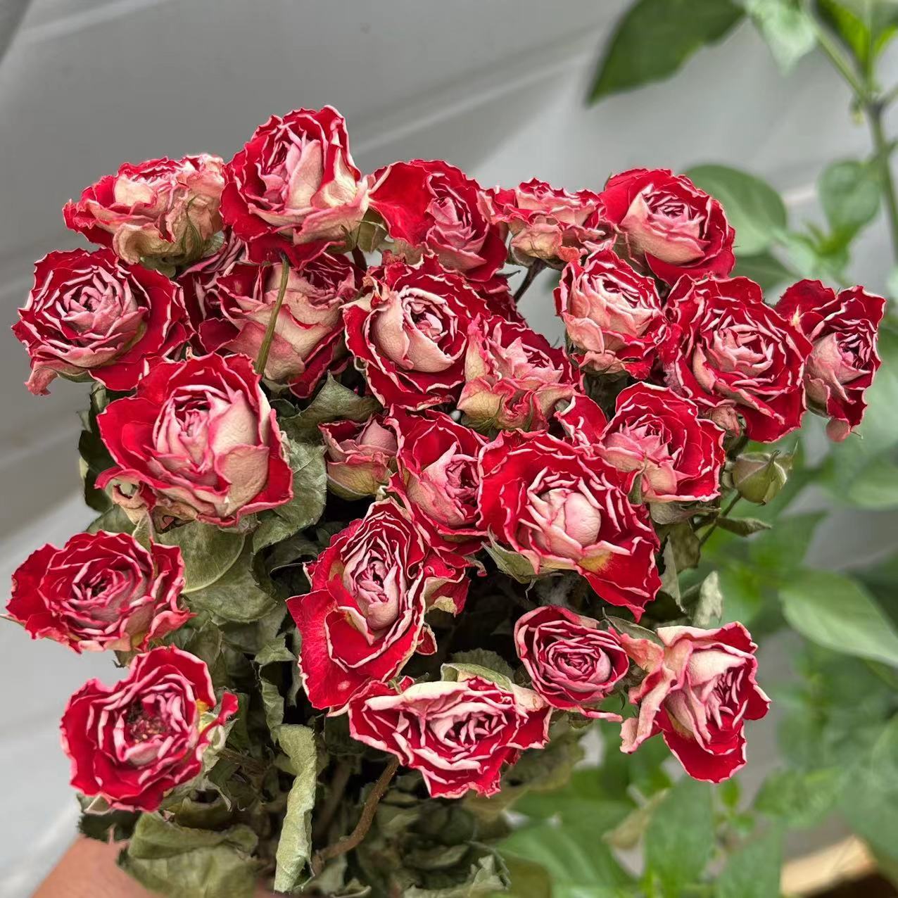 rosso 5